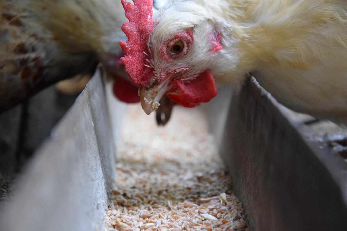 Les céréales fourragères et les sources de protéines jouent un rôle important dans l’alimentation des volailles.