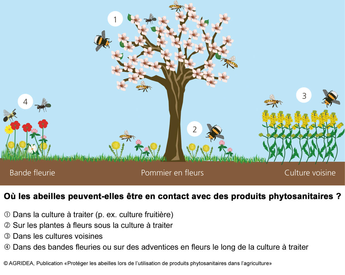 Les abeilles sont exposées à des produits phytosanitaires dans de nombreux endroits.