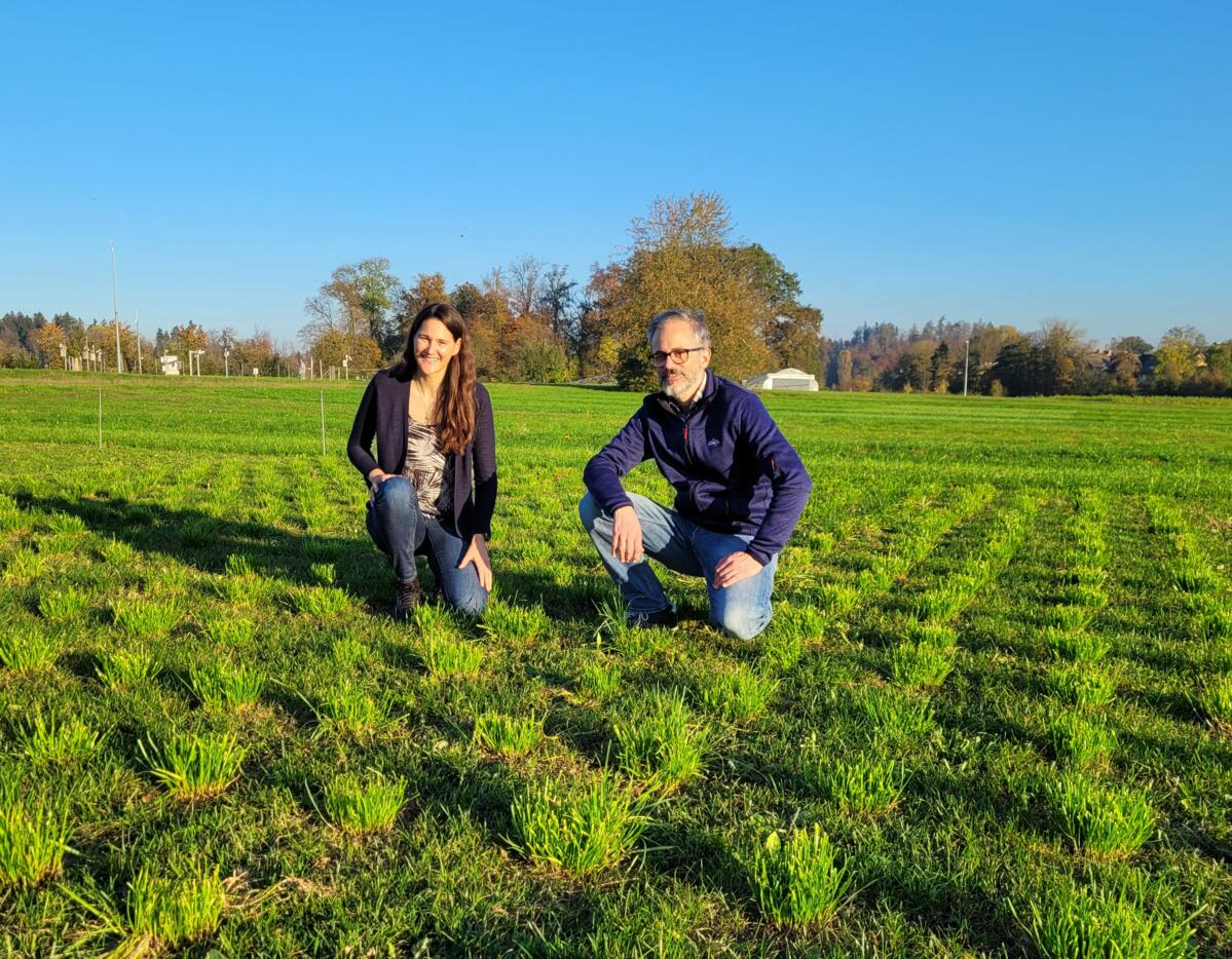 Michelle Nay et Christoph Grieder sélectionnent des graminées et des légumineuses pour la culture fourragère à Agroscope Reckenholz à Zurich.