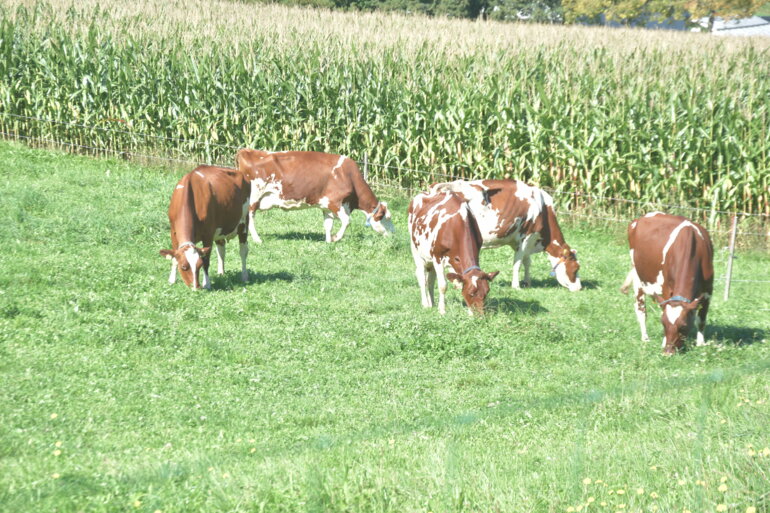 Milchkühe_Weide