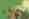 alt_text