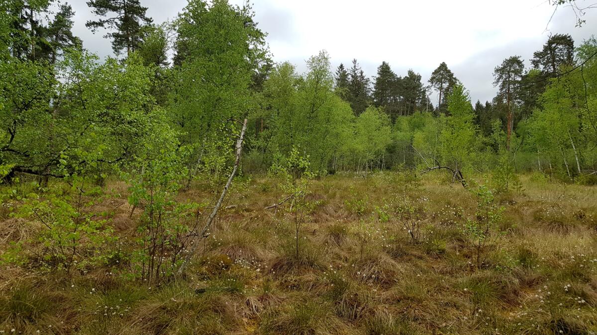 L'arrivée d'arbres tels que les bouleaux crée des conditions d'ombre défavorables aux plantes typiques des marais. Hagenmoos (canton de Zurich).
