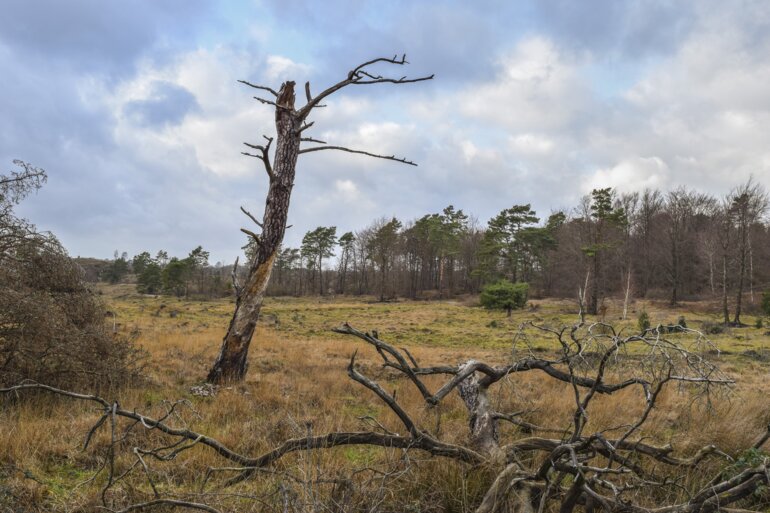 Moormeldung_08_2024_pixabay