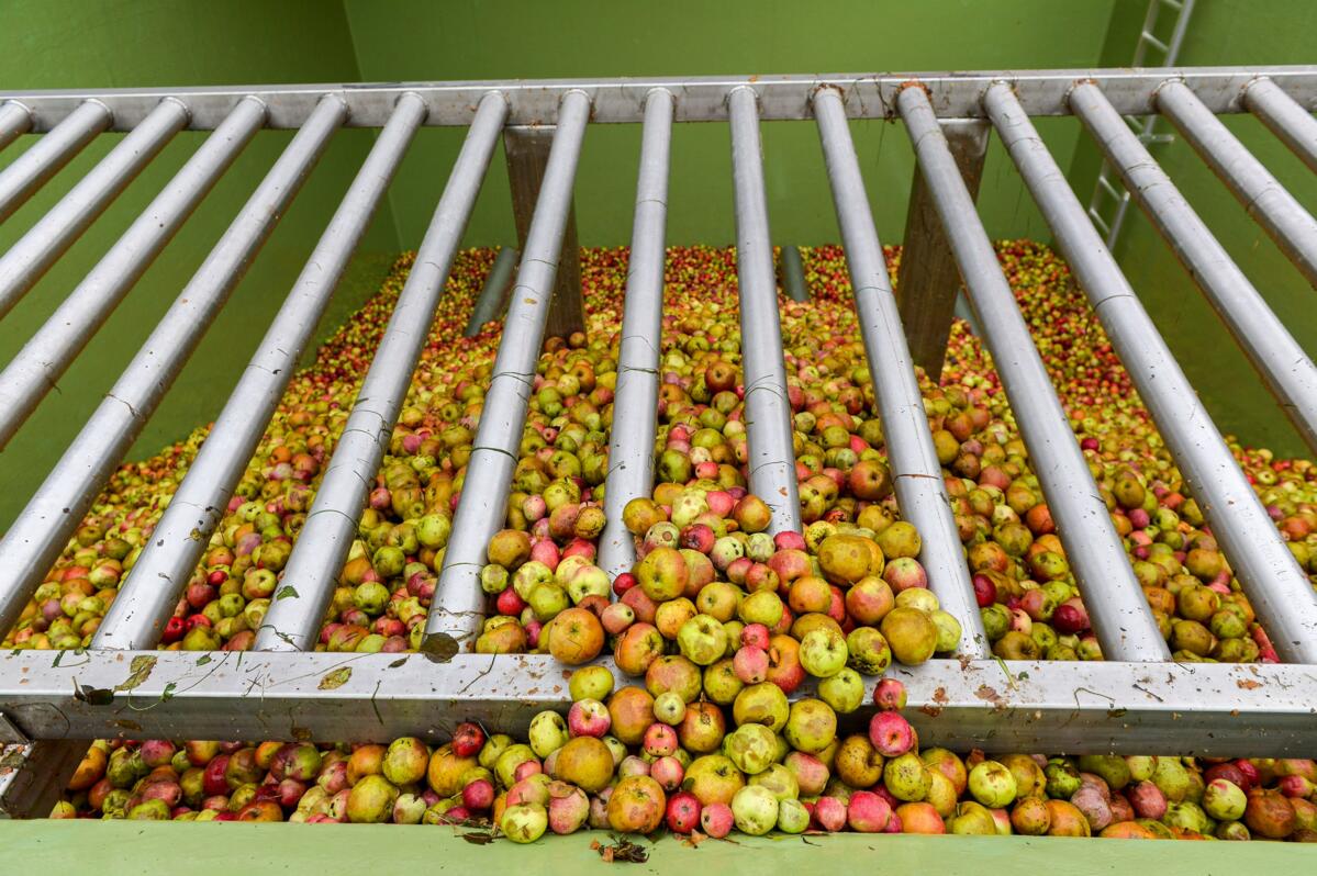 La production de cidre tourne à plein régime