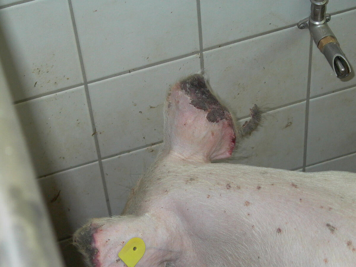 Auch die Ohren können von SINS betroffen sein: Das Gewebe stirbt von den Rändern her ab und verfärbt sich dunkel (Ohrnekrose).