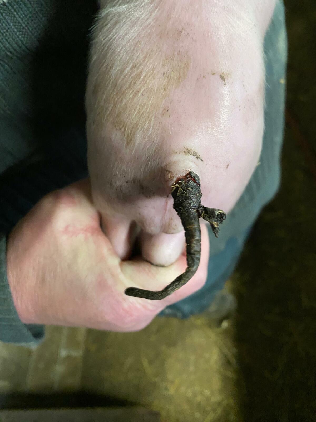 SINS führt u.a. zum Absterben von Schwanzgewebe (Schwanznekrose). Stark betroffene Tiere verlieren ihre Schwänze (auch ohne Schwanzbeissen).