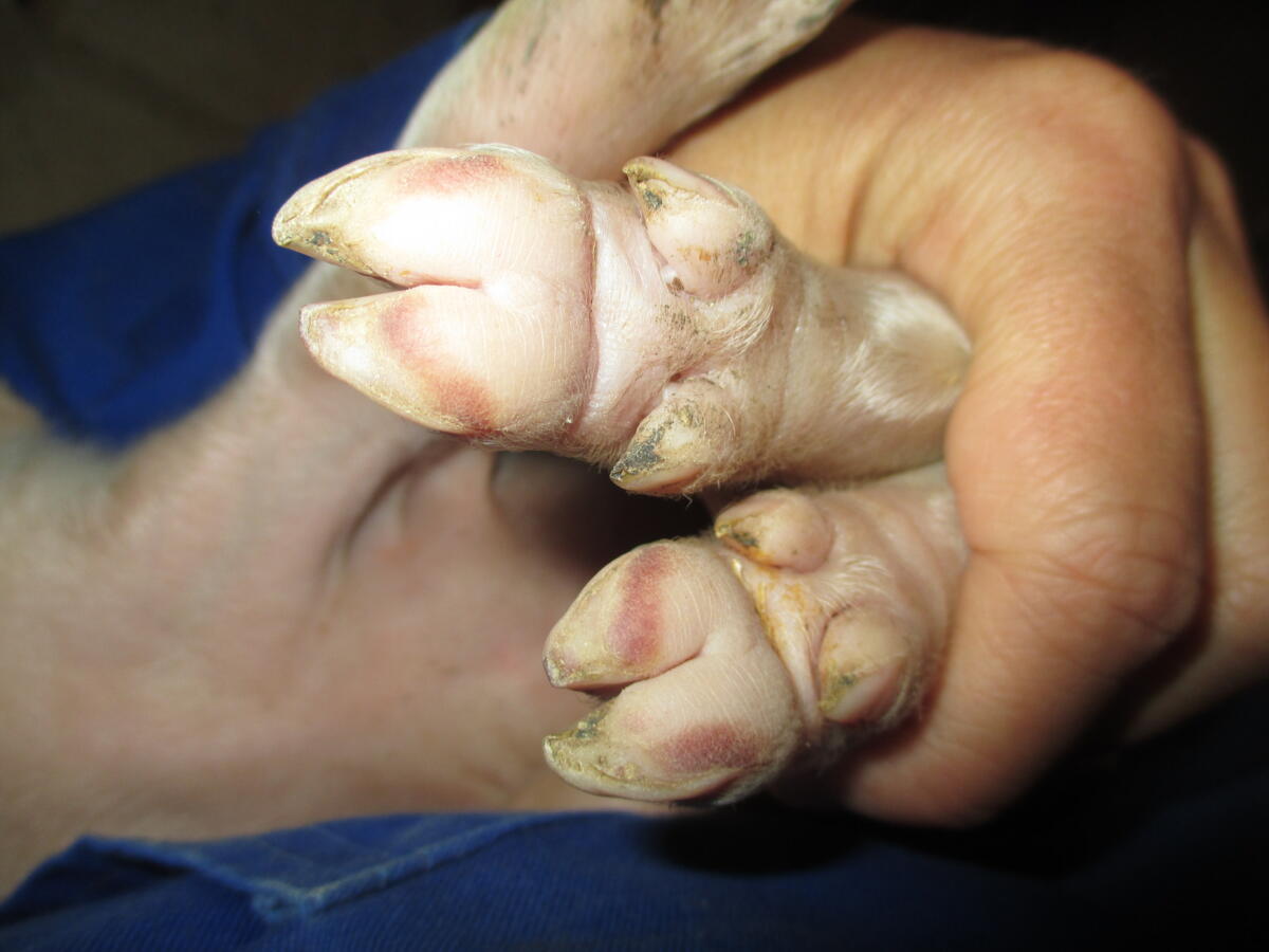 Schaut man genau hin (bei gereinigten Klauen), findet man oft schon bei Saugferkeln Einblutungen in Ballen und/oder Sohlen (dunkle Verfärbungen).