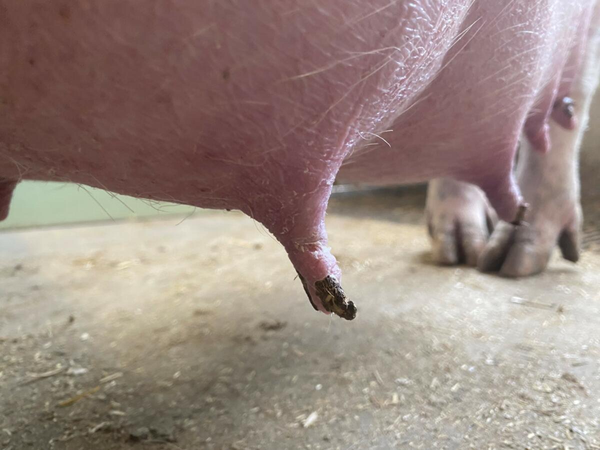 Zitzennekrosen (Absterben der Zitzen) kommen bei Muttersauen gelegentlich vor. Nebst Mykotoxinen oder reizenden Substanzen (z.B. Desinfektionsmittel) is...