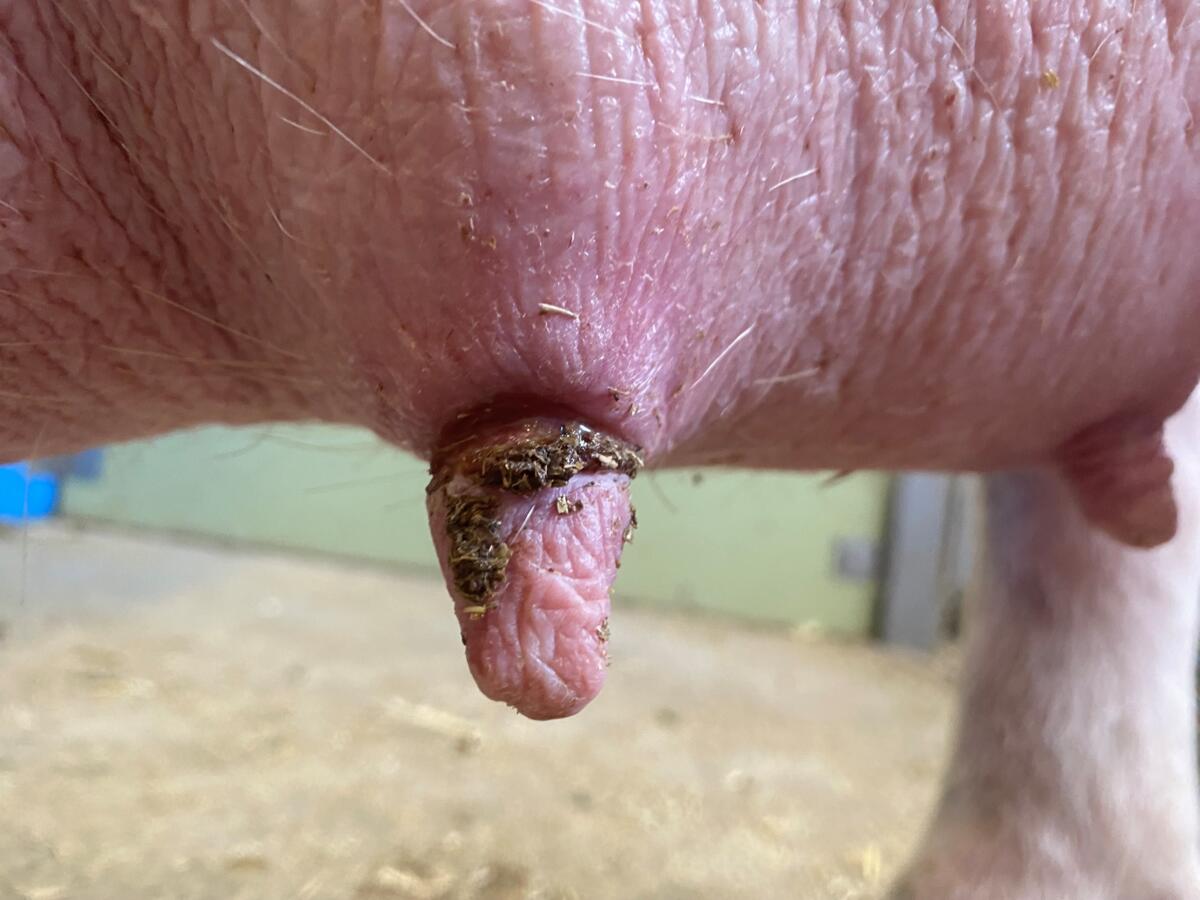 Zitzennekrosen aufgrund von SINS betreffen nicht nur Muttersauen, sondern können auch schon bei jüngeren Tieren auftreten. Dabei bilden sich dunkle Krus...
