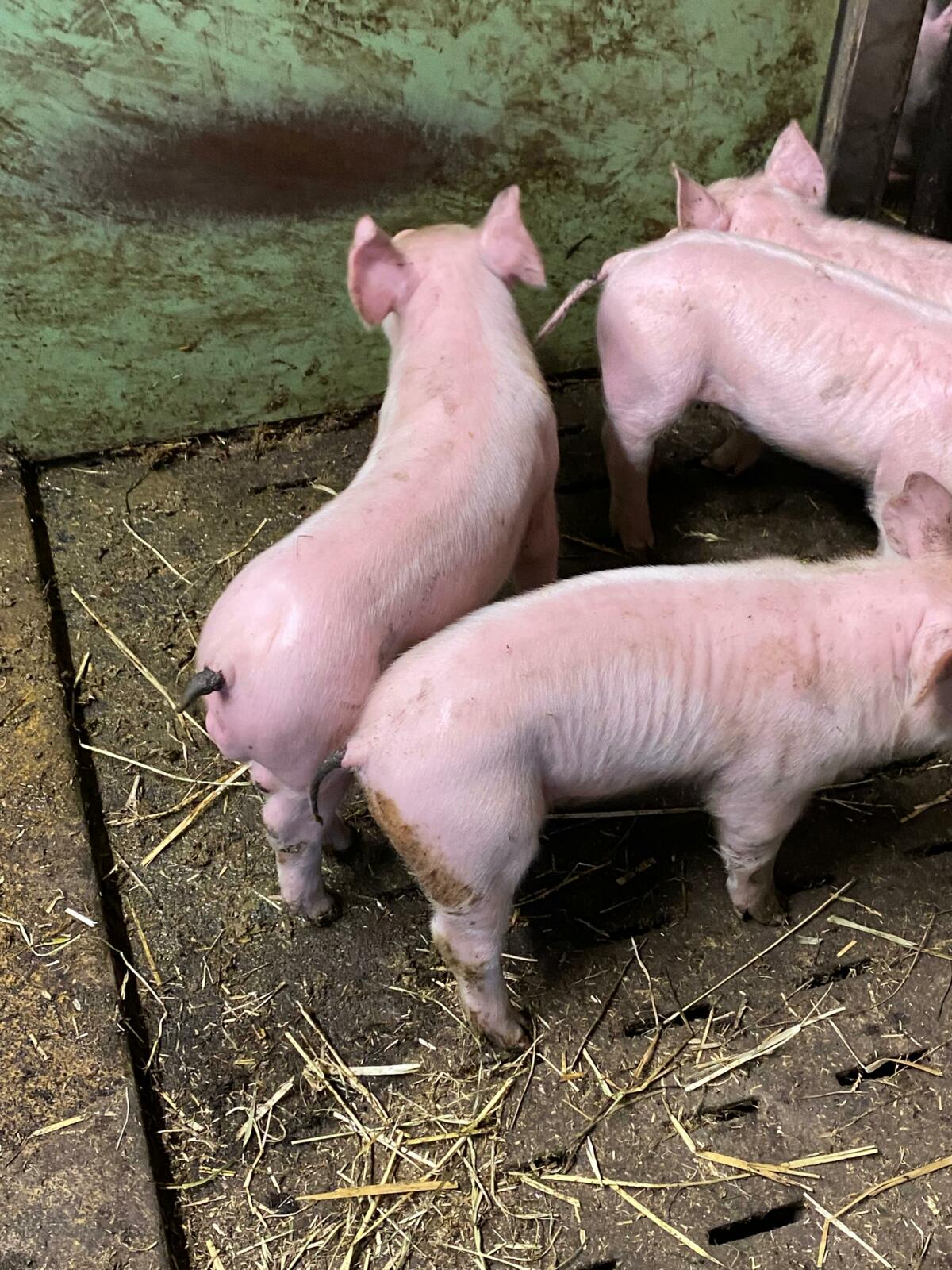 Innerhalb eines Wurfes sind meist mehrere, oft auch alle Ferkel von SINS betroffen.