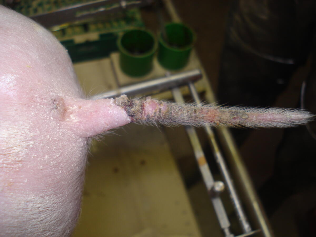 Saugferkel-Schwanz mit SINS-typischer Ringbildung und verkrusteten Ausschwitzungen/Auflagerungen.