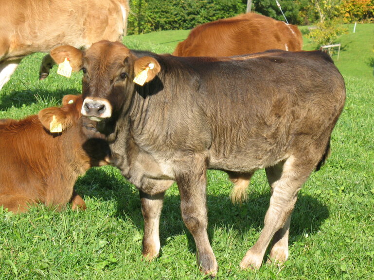 Mutterkuh_CH_OB_x_LM_Natura-Veal