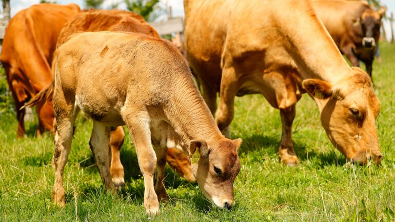 Mutterkuhkalb_P. Röthlisberger_