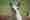 myt_0225_llama-5766270_pixabay