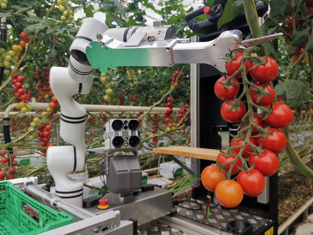 Lösen Roboter das Problem von Personalengpässen im Gemüsebau?