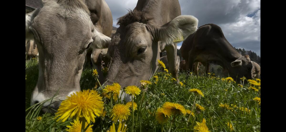 Miser uniquement sur la performance laitière : est-ce la meilleure stratégie ?