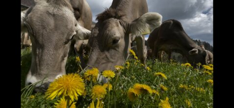 MYT_0423_Milchkühe_stefan gantenbein
