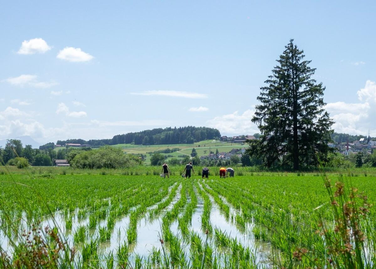 La réussite de la culture du riz dépend des ressources en eau disponibles.