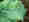 alt_text