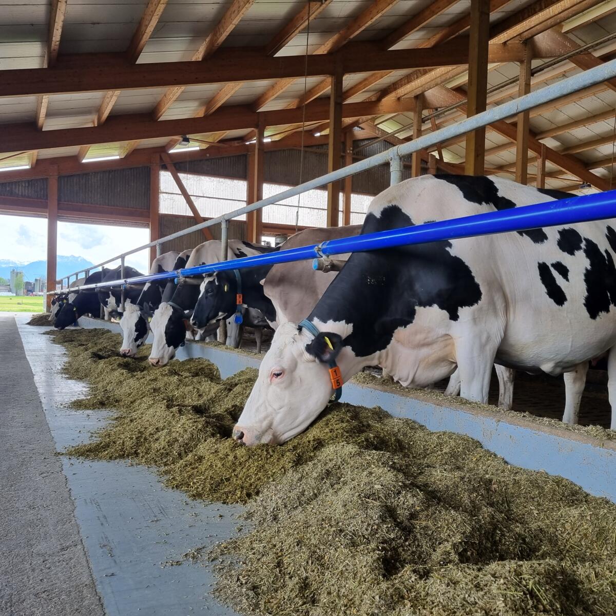 Wieder mehr Milch aus dem Grundfutter