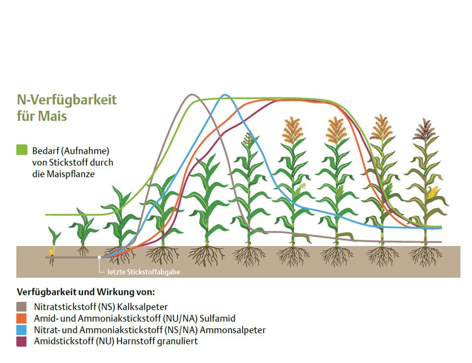 Stickstoffverfügbarkeit für Mais im Laufe seines Wachstums.