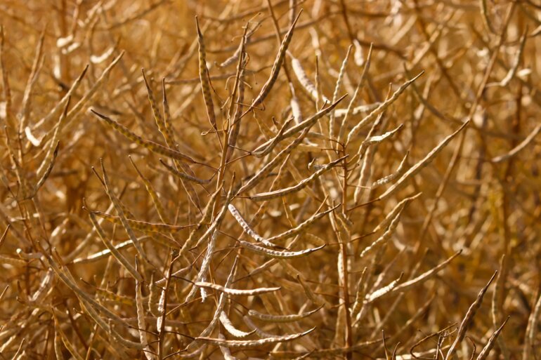 oilseed-rape-5360533