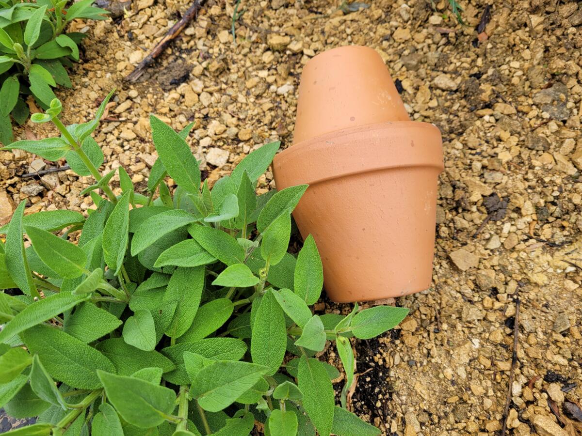 Les pots en terre cuite absorbent l’eau dans leurs pores, mais peuvent aussi la restituer.