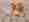 alt_text