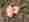 alt_text