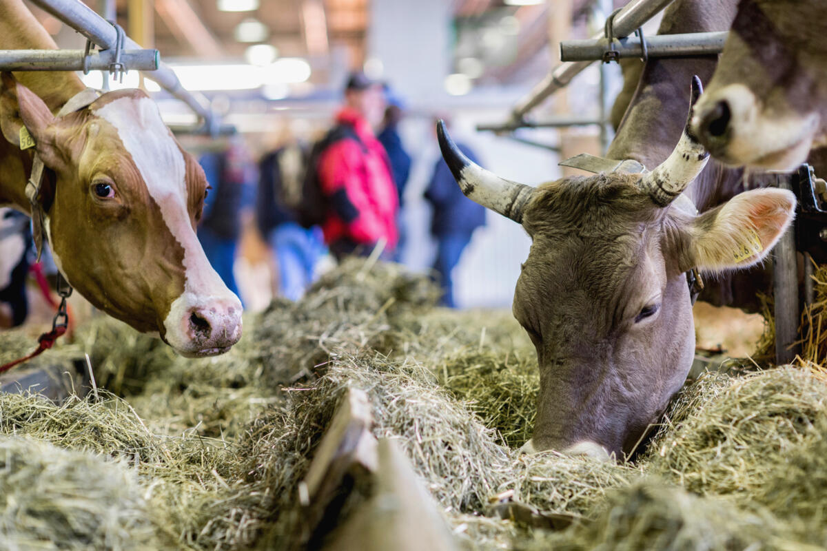 Olma-Entscheid im Juni