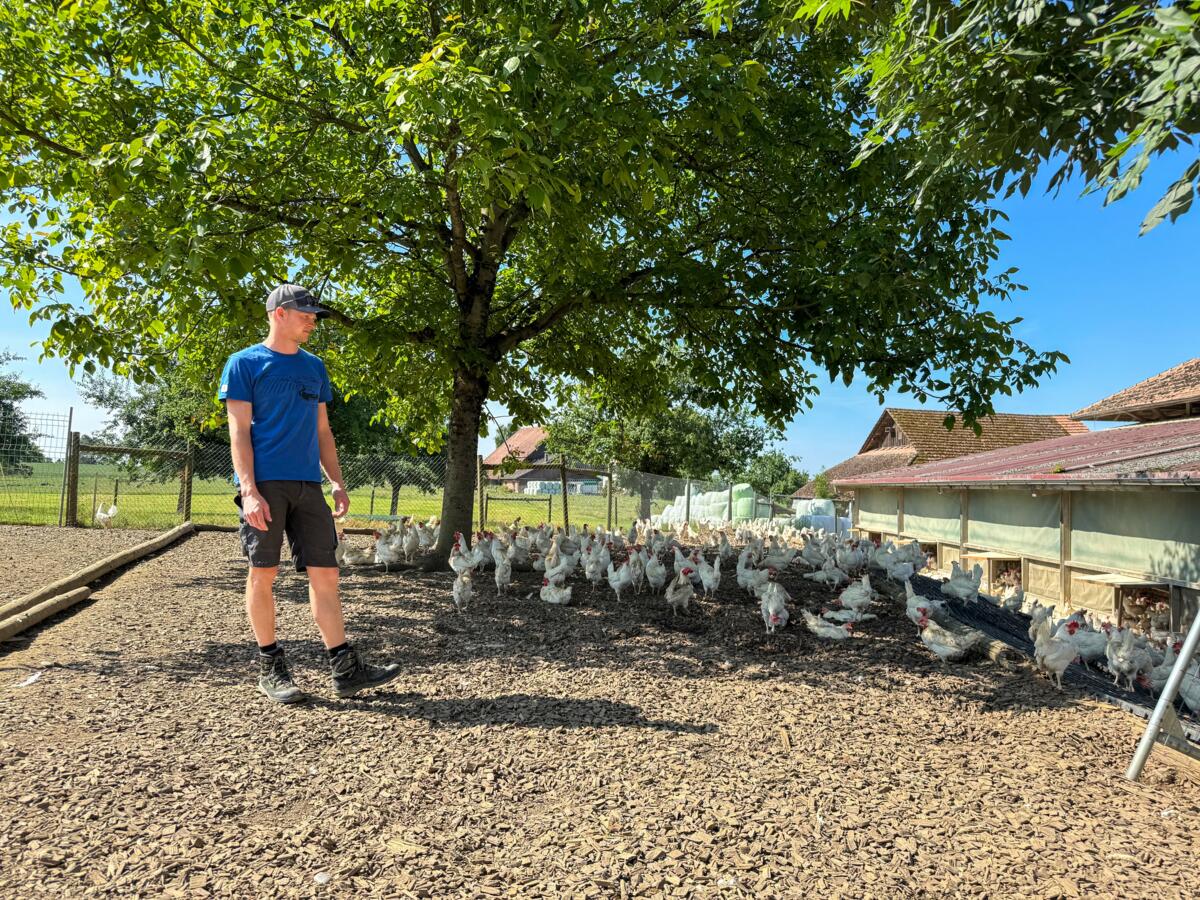 Deux troupeaux de 3000 poules pondeuses chacun rythment le quotidien de la ferme de Daniel Fäh – le soin de ces animaux nécessite une présence quotidien...