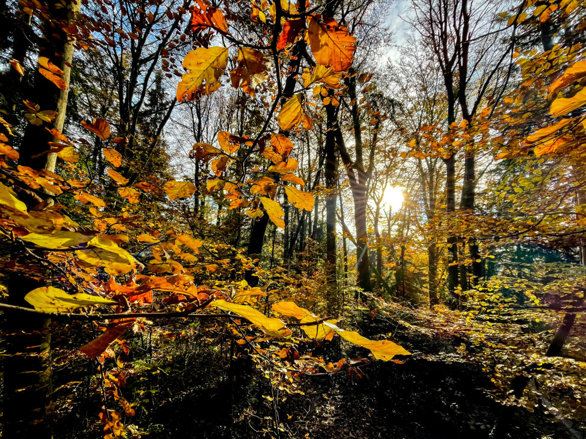Passer tranquillement l’automne de sa vie