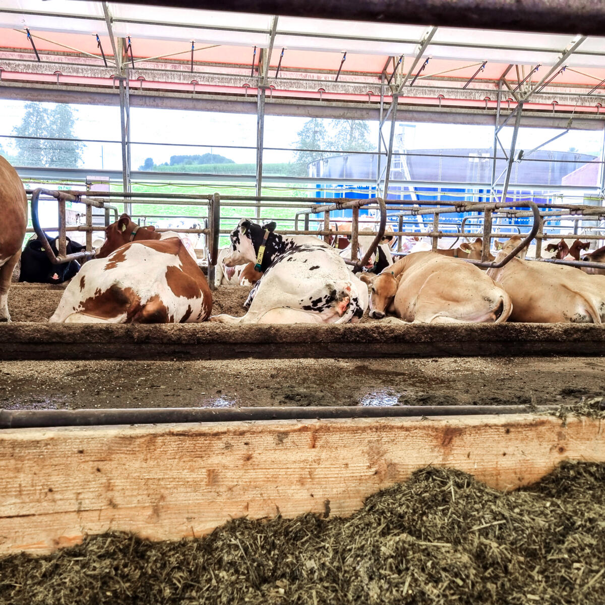 Au cours de la lactation, les vaches laitières passent par différentes phases, dont chacune a ses besoins spécifiques.