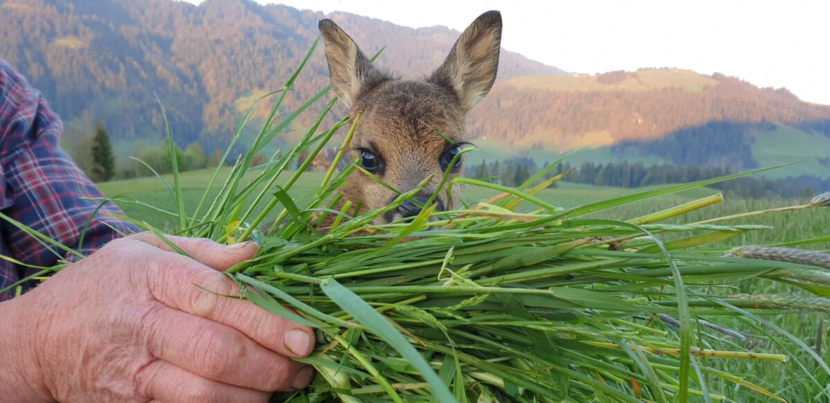 Wegen Wetter weniger Rehkitze gefunden