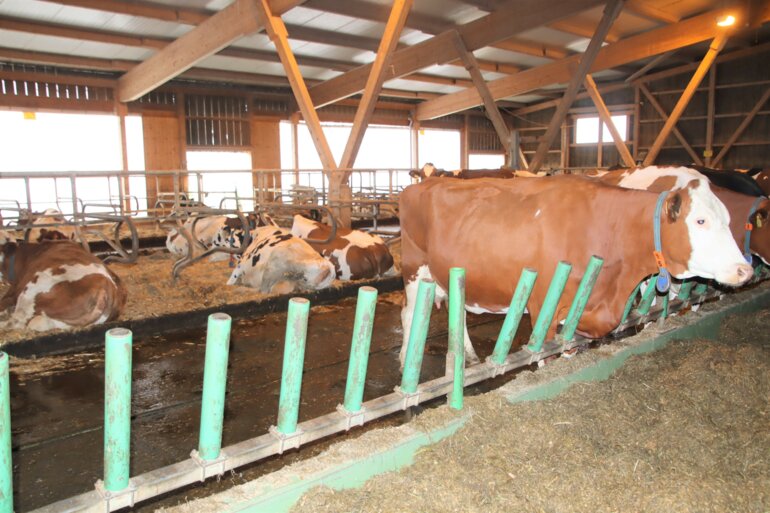 Ossingen Milchfachtagung Fressbereich und Liegeboxen