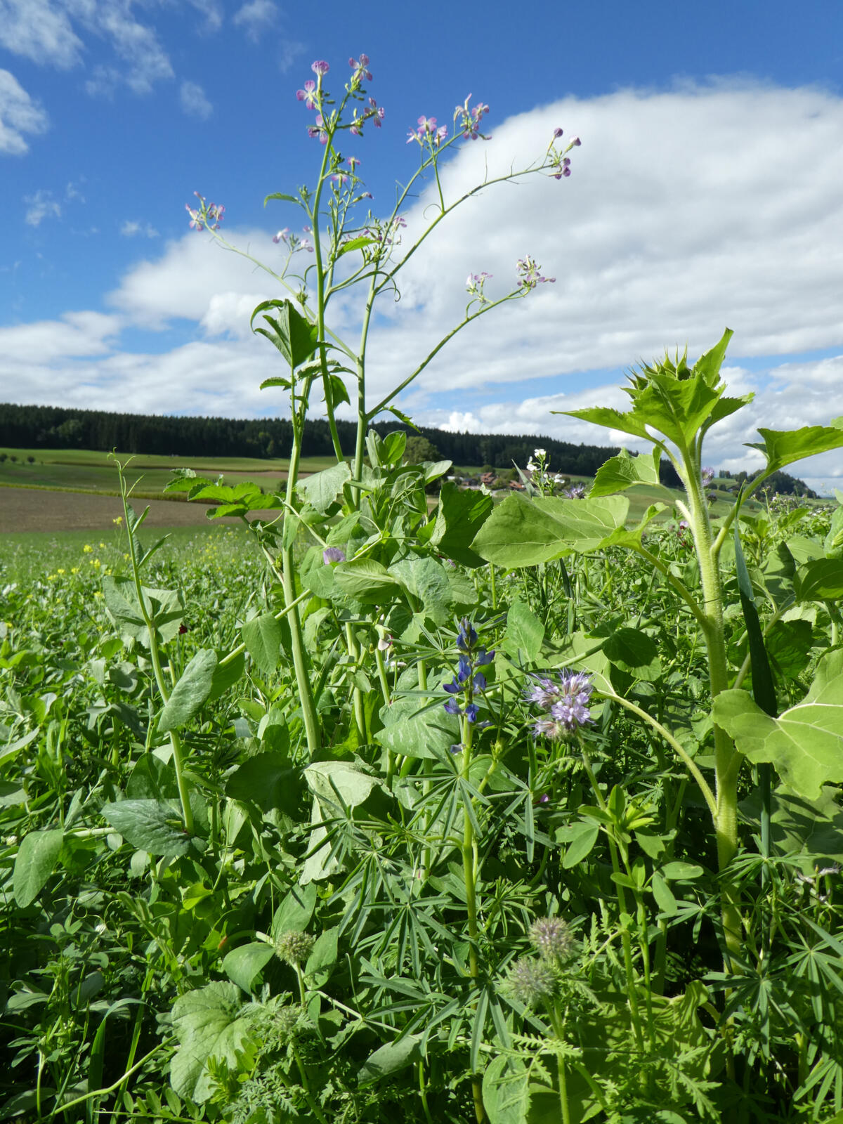 Vielfältige Pflanzenarten in Gründüngungsmischungen wie UFA Humus fördern eine umfassende Durchwurzelung des Bodens.