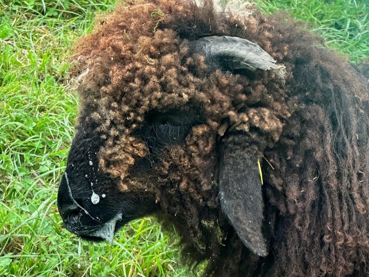 La maladie de la langue bleue affecte les ruminants et provoque par exemple de la fièvre, des boiteries, des avortements, ou une baisse de la productivi...