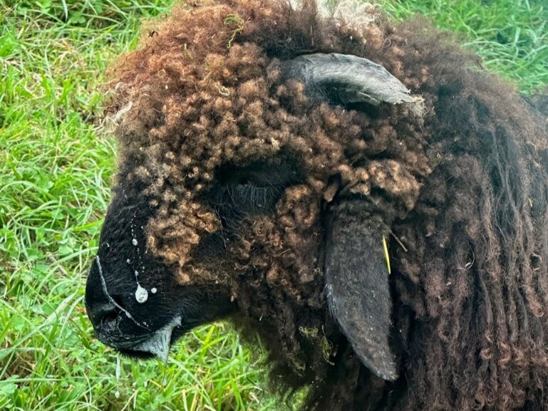 Pamela Staehli_FiBL_Blauzungenkrankheit Symptome_ biomedialibrary