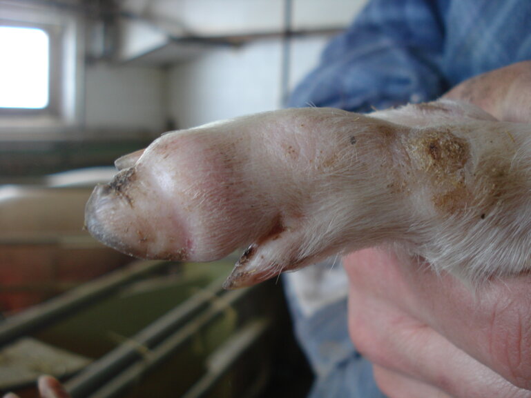 Panaritium Bild1 Saugferkel Bewegungsapparat