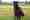 alt_text