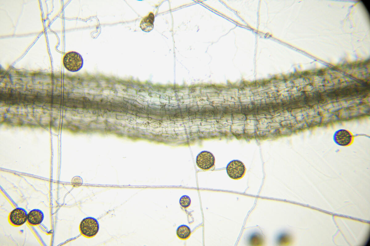 Mykorrhiza Rhizophagus irregularisavec une racine de carotte.