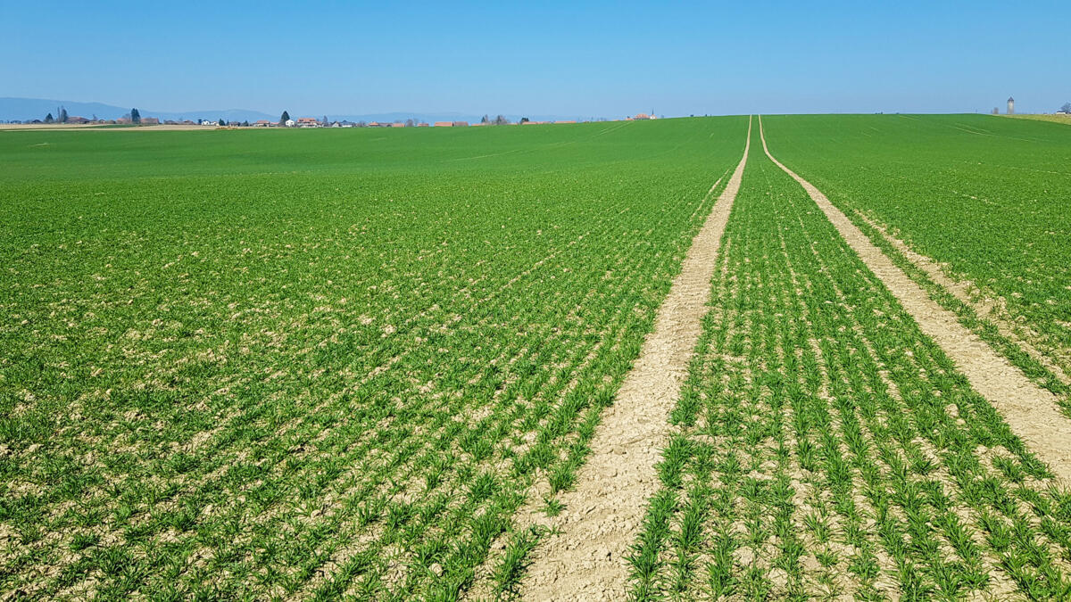Nettoyage de printemps dans les céréales
