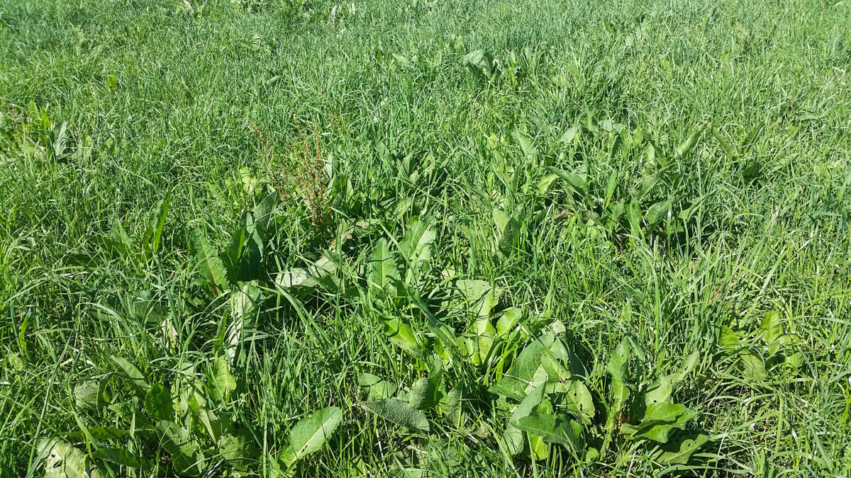Des prairies sollicitées - Les étés secs mettent à mal la couche herbeuse
