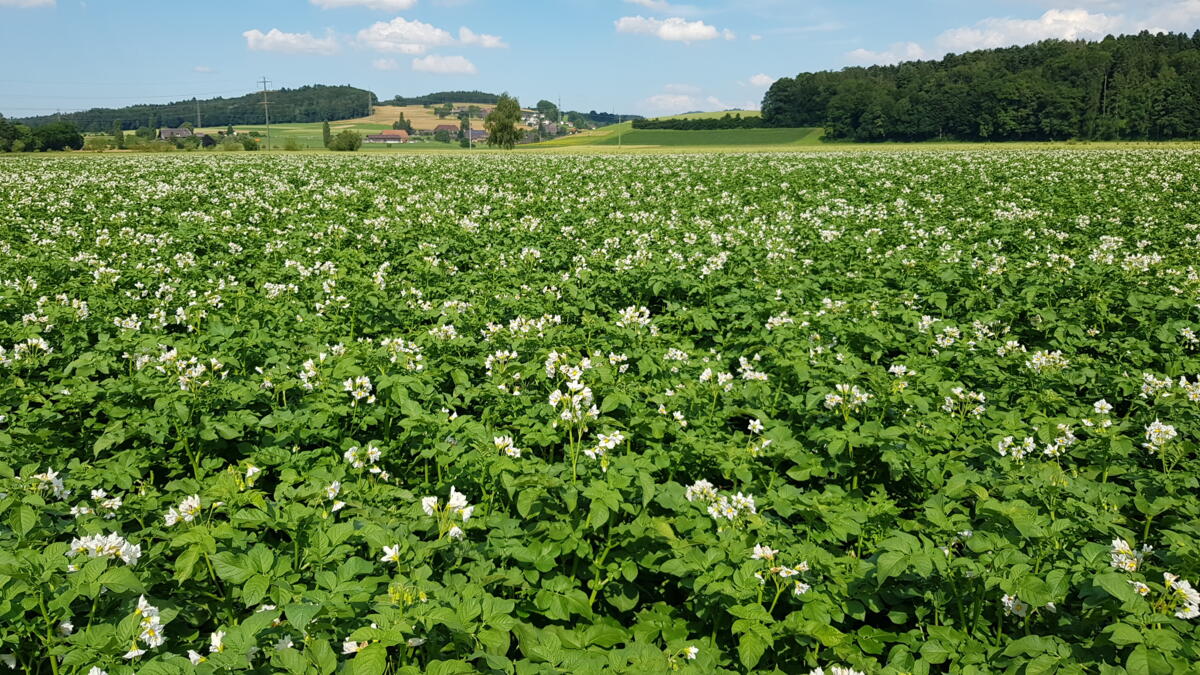 Soigner les pommes de terre