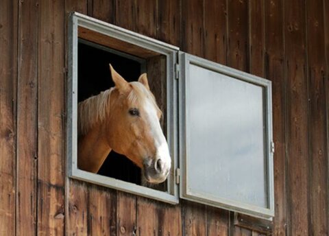 Pferd_schaut aus Fenster_Agrisano