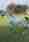 alt_text