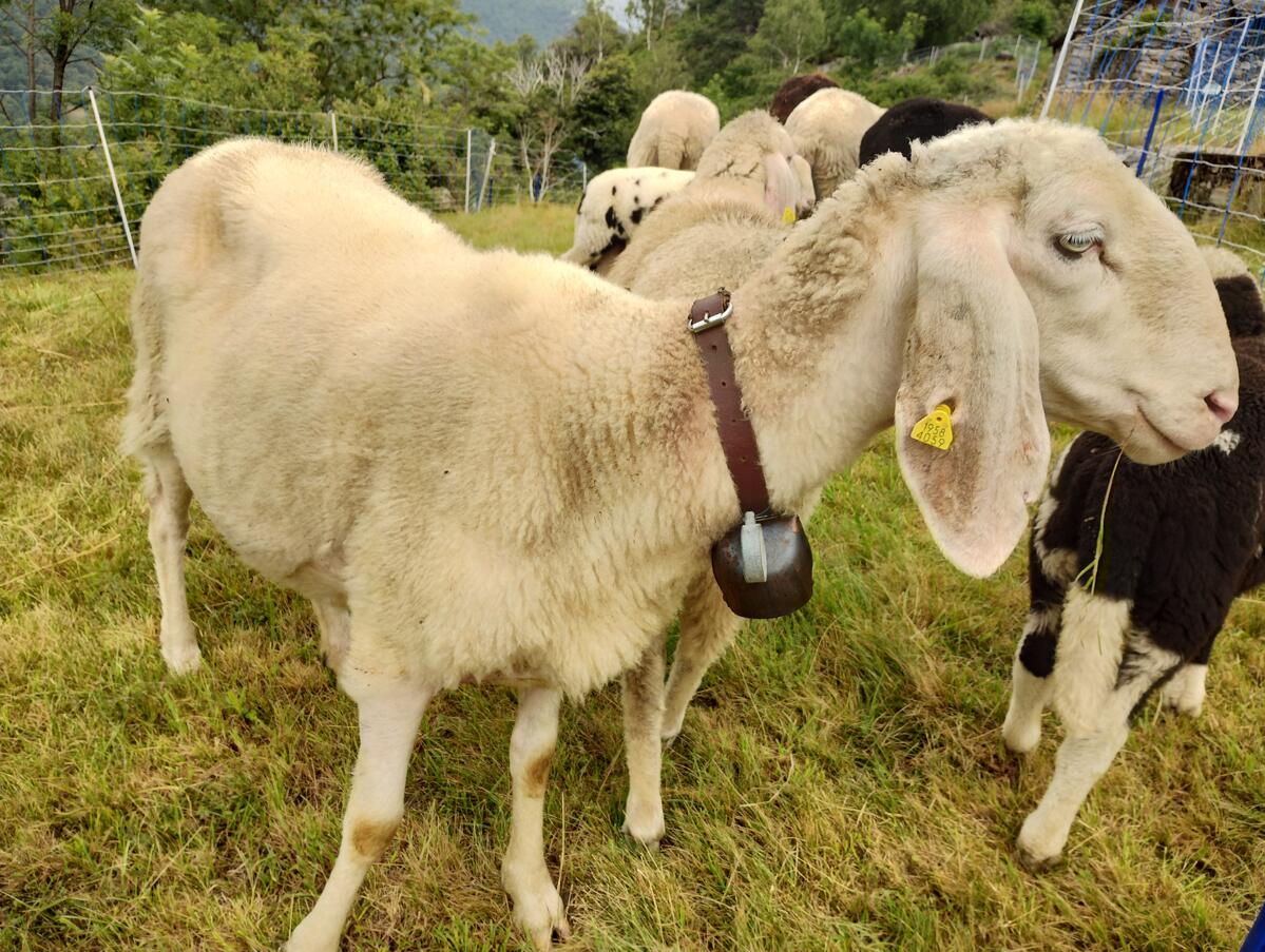 Pheromone zum Schutz vor Wildtieren