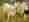 pheromon-halsband_01