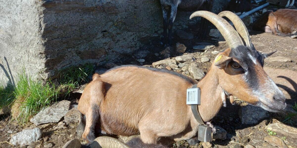 Pheromone zum Schutz vor Wildtieren