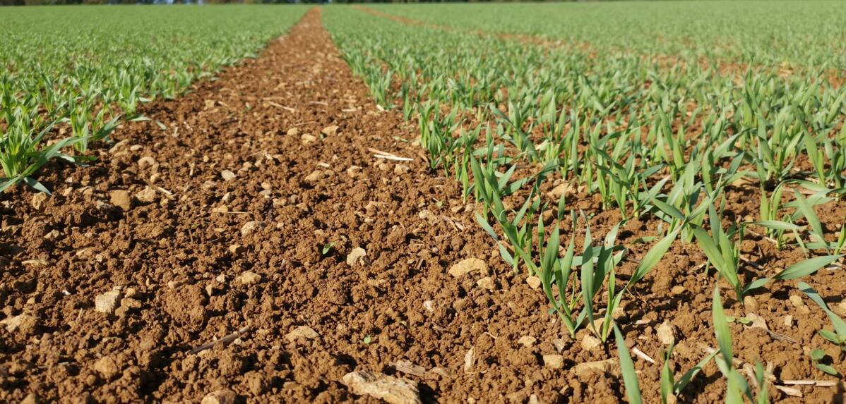  Getreideherbizid im Herbst - Eine Behandlung kann sich lohnen